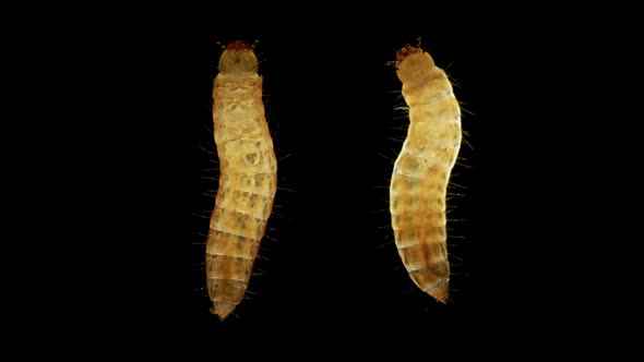 Beetle Larvae Under a Microscope