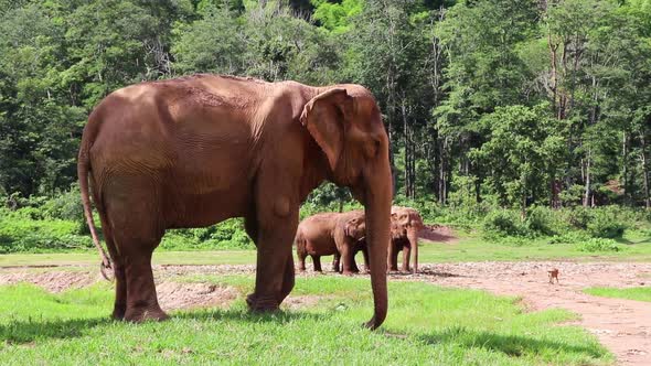 Elephants standing around on the grass with a dirt path right beside of him.