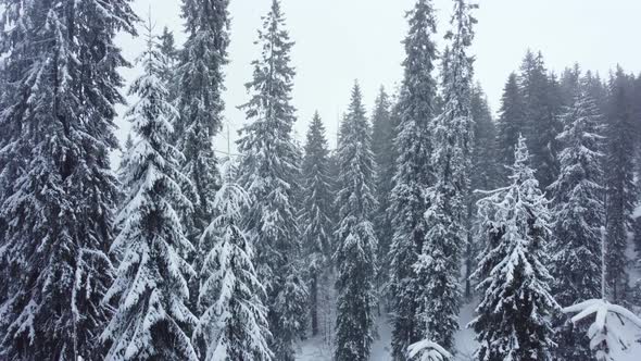 Winter forest and mountains from air. Winter landscape. aerial drone shot. snowfall