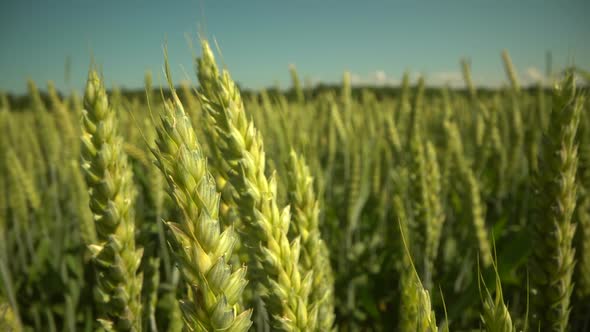 Ears of Wheat on the Field a During Sunset