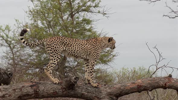 Close view of male cheetah marking its territory on fallen tree