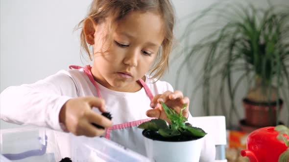 Little Child Girl Replant a Flower at Home, Indoor