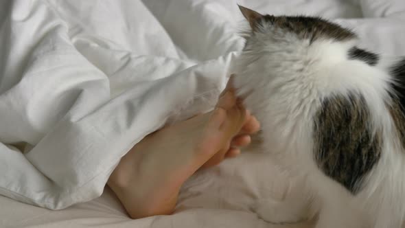 Fluffy Cat Plays with Person Wriggling Toes in Large Bed
