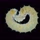 Worm Polychaeta family Amphinomidae under a microscope - VideoHive Item for Sale
