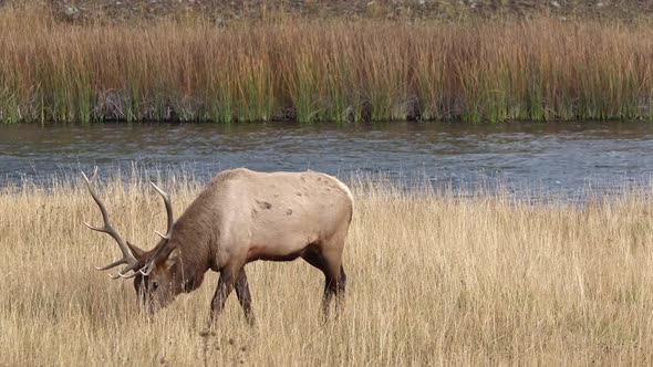 Bull Elk walking through grassy field in Yellowstone
