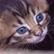 Very Little Tabby Kitten Looking Camera - VideoHive Item for Sale