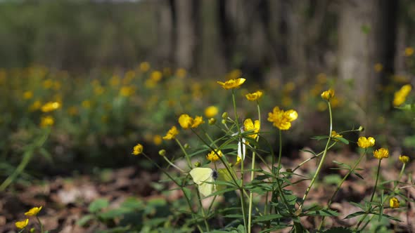 Yellow and White Butterflies Flying Near Flower