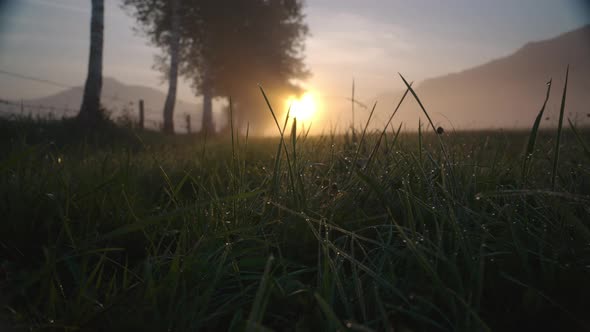 Dewy Grass Of Tree Lined Meadow In Misty Landscape At Sunrise