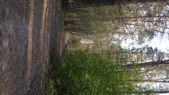 Vertical Video of a Road in the Forest Slow Motion