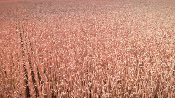 Field of ripening wheat at summer