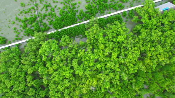 Aerial view Top view of Mangroves forest. mangroves along the coastline