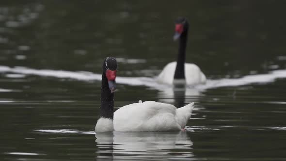 Close up of a black-necked swan couple swimming together peacefully on a pond. Slow motion.