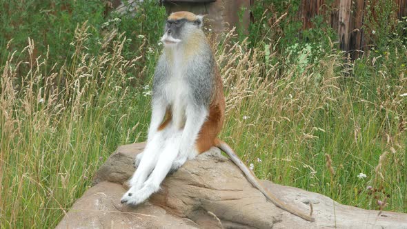 A Monkey Sits On A Stone Like A Man.