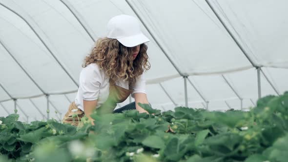 Woman Collecting Strawberries Harvest at Farm Patches