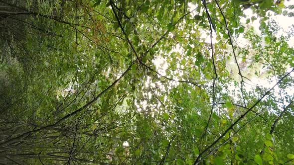 Vertical Video Aerial View of Trees in the Forest on an Autumn Day in Ukraine Slow Motion