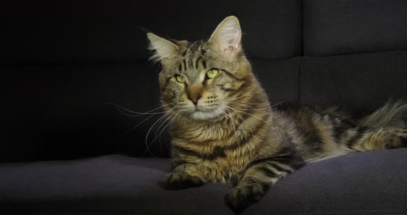 Brown Blotched Tabby Maine Coon Domestic Cat, Male laying against Black Background