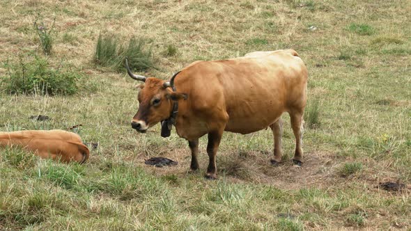 Spanish horned cow with a bell grazing in a farm pasture
