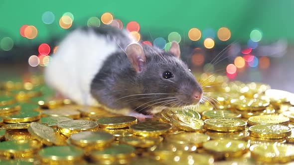 The Rat Bathes in Gold Coins