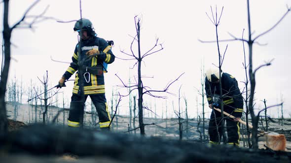 Firefighters are Damping Down Smoldering Forest Ground