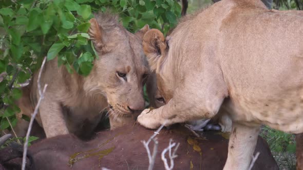 Lions eating from an african buffalo