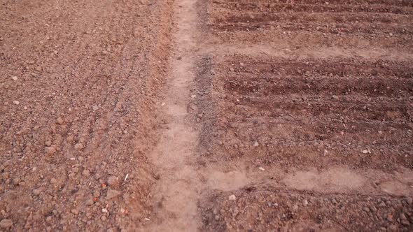 Neatly Arranged Garden Beds in the Early Morning at Sunrise