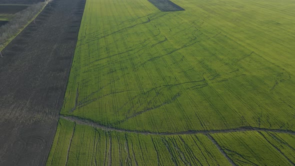 Aerial View of Cinematic Endless Green Grain Field Drone View with Large Cracks