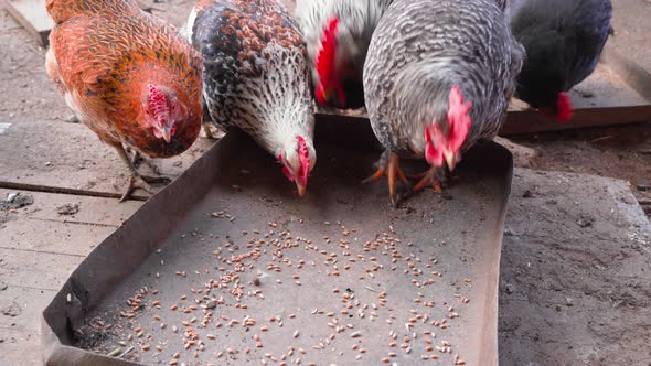 Domestic Chickens Eat Wheat From a Feeder Closeup