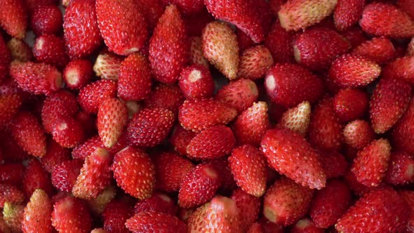 Rotation Macro Wild Strawberry