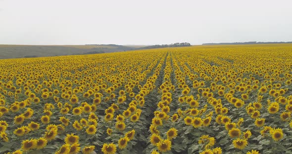 Aerial shot of a sunflower field