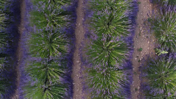 Lavender Field Agriculture Cultivation Aerial View