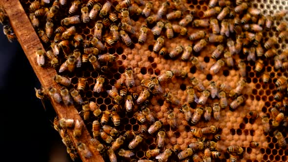 Frames of a beehive, Beekeeper harvesting honey, beekeeper holding a honeycomb full of bees, commerc