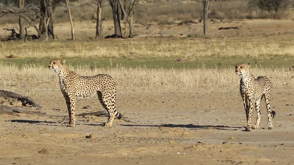 Alert Cheetahs, Kalahari Desert