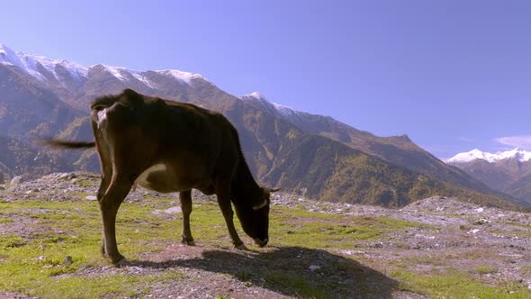 A black cow looks into the camera. mountains in Georgia, in Svaneti,