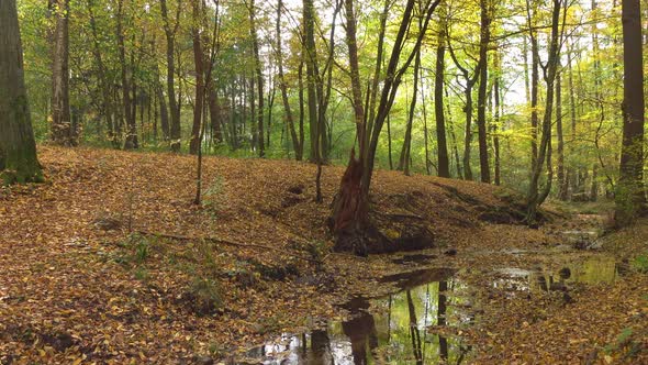 Forest and river