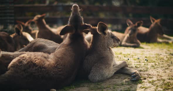 Group of eastern grey kangaroos lying on the grass, resting. BMPCC 4K