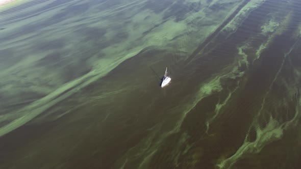 Water Pollution By Blooming Bluegreen Algae  Cyanobacteria is World Environmental Problem