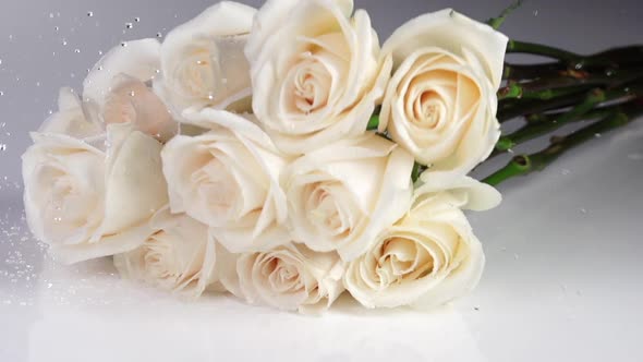 White Roses Fall Slow Motion