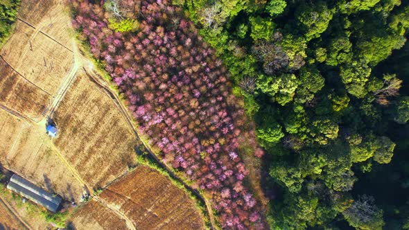 Top view over the Wild Himalayan Cherry Blossom (Prunus cerasoides) in the northern winter