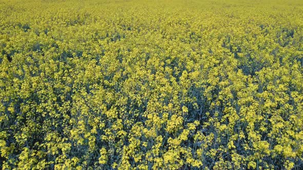 Flight Over Field With Flowering Canola Flowers