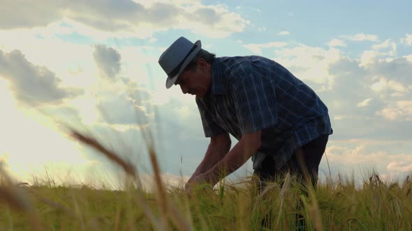 Senior Male Farmer Inspects Wheat Crop