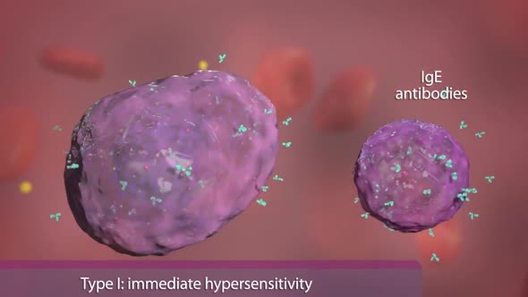 Basophil and mast cell in the immune system
