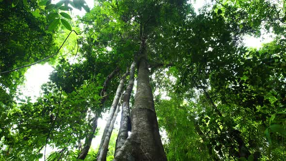 Green nature foliage against sky trees woods timber tall top sunshine.