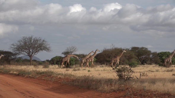 Giraffes. A family of giraffes walks on the savannah and eat tree leaves.