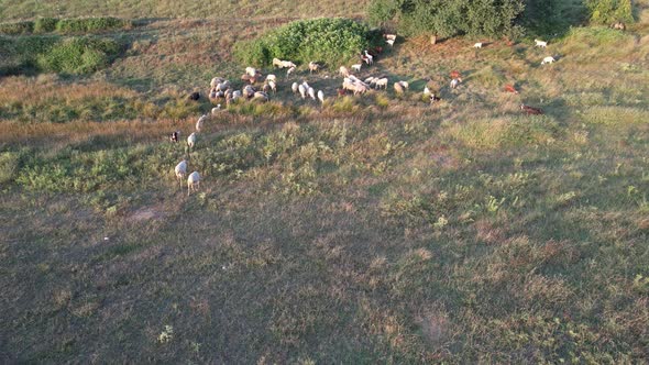 Aerial Herd of Sheep