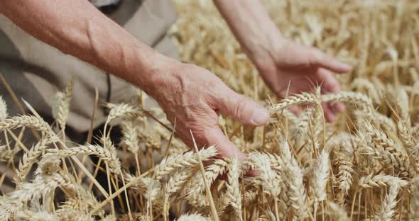 Close Elderly Farmer's Hands Touches Ripe Wheat Spikes in Field