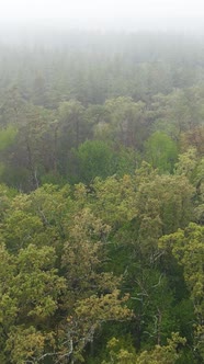 Vertical Video Fog in the Forest Aerial View