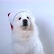 A beautiful white dog sits in a Santa Claus hat for Christmas. - VideoHive Item for Sale