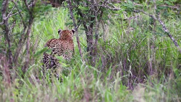 Leopard watchful and then stalking Sabi Sands Game Reserve in South Africa