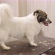 groomer cuts butt of dog with scissors at salon. Professional cares for a dog in a specialized salon - VideoHive Item for Sale