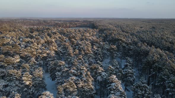 Pine Forest In Winter Covered With Snow